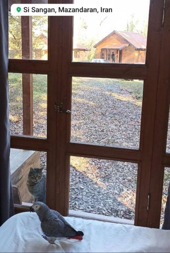 عکس کلبه جنگلی منطقه سیسنگان