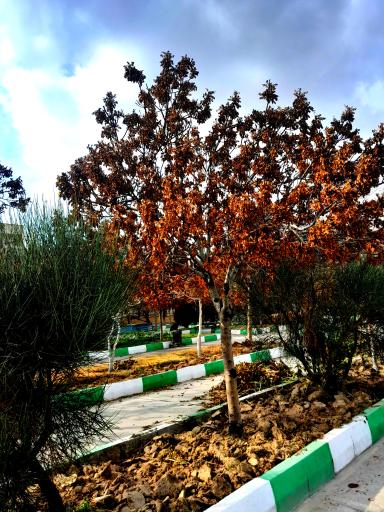 عکس پارک نور