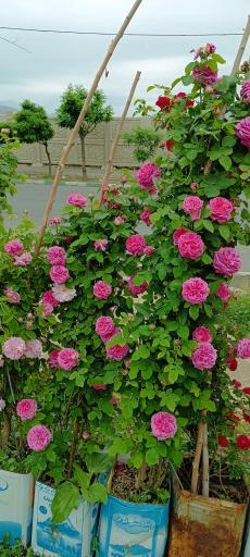 عکس نمایشگاه گل و گیاه ناندینا