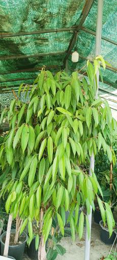 عکس نمایشگاه گل و گیاه ناندینا