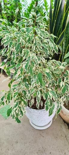 عکس نمایشگاه گل و گیاه ناندینا