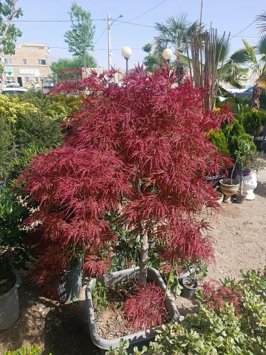 عکس نمایشگاه گل و گیاه ناندینا