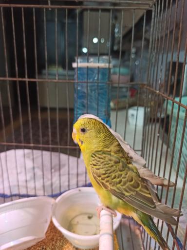 عکس پرنده فروشی ققنوس