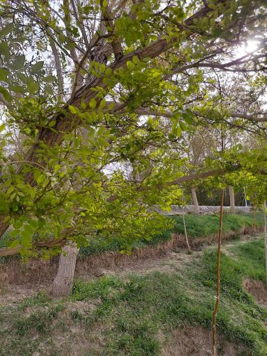 عکس بوستان سعدی