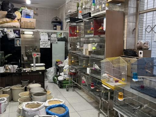 عکس پرنده سرای دادا