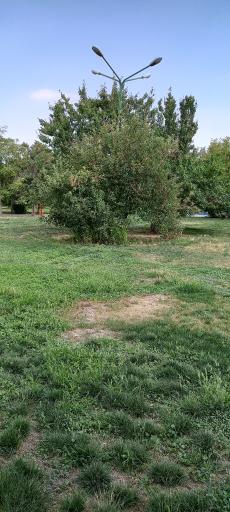 عکس پارک دیسمان