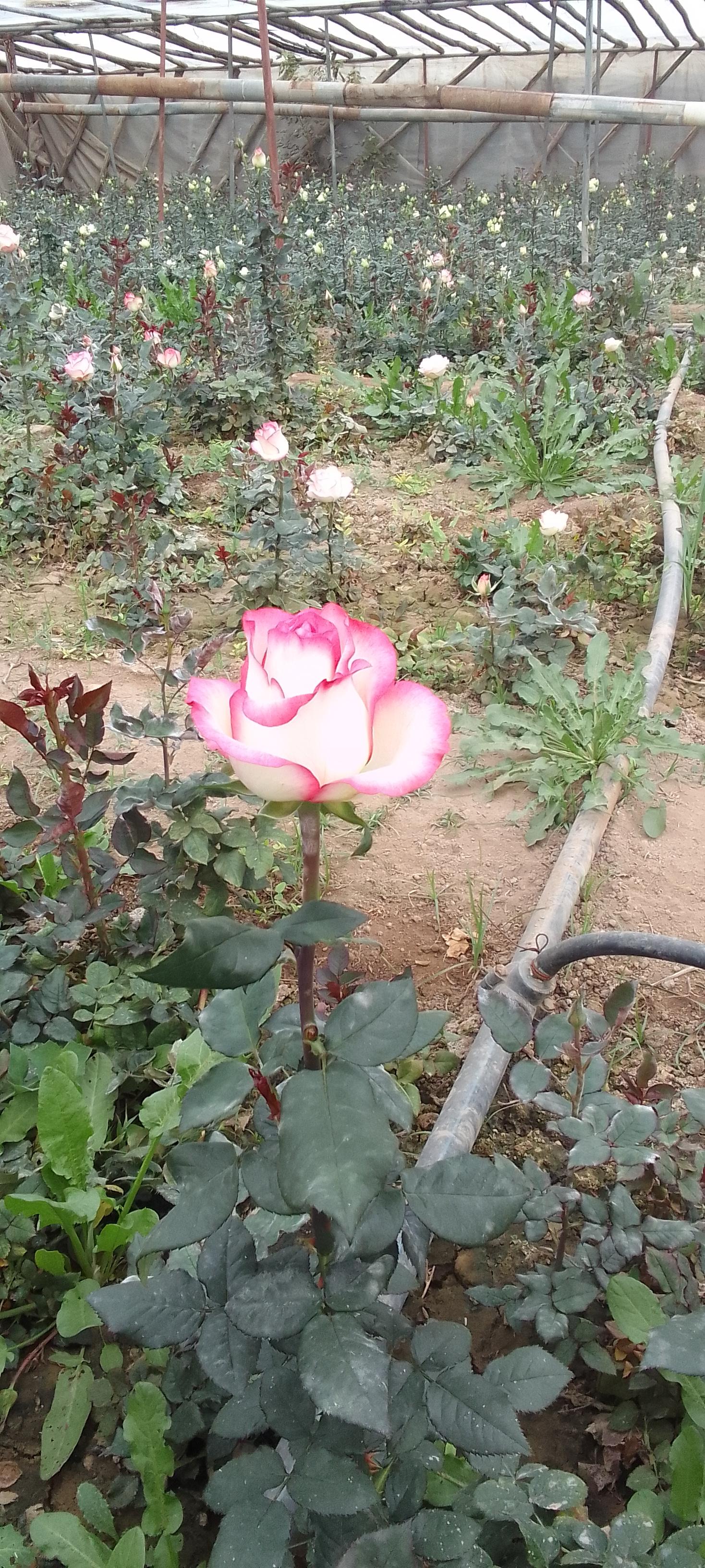 عکس گلخانه بلال امینی