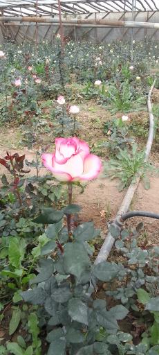 عکس گلخانه بلال امینی