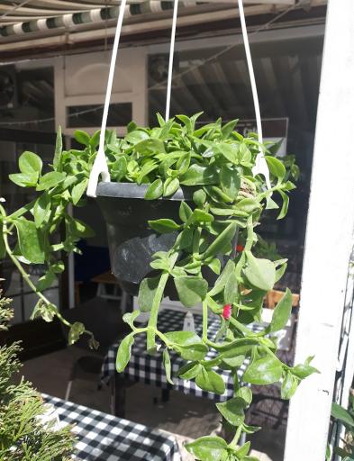 عکس وایس کافه