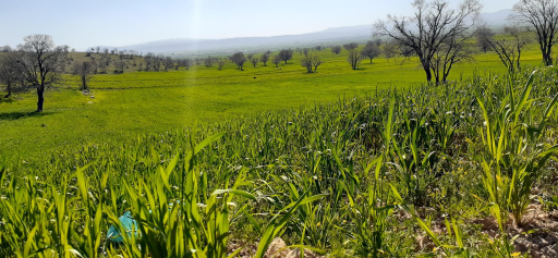 عکس تنگ گراز
