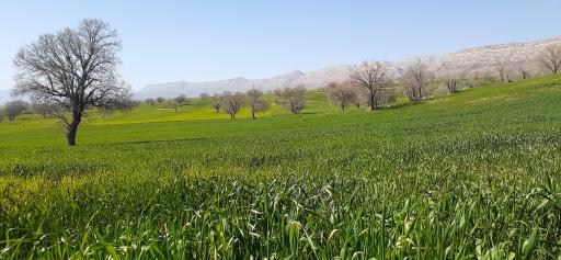 عکس تنگ گراز