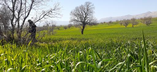 عکس تنگ گراز