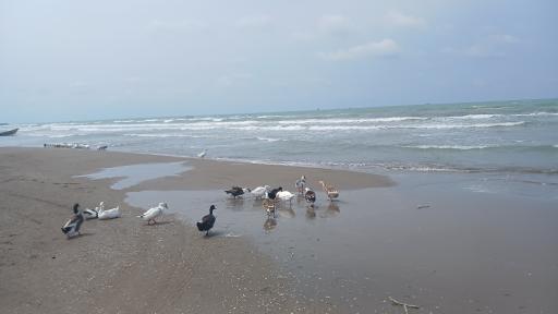عکس ساحل دریای بابلسر