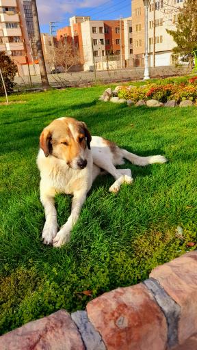 عکس بوستان سپهر