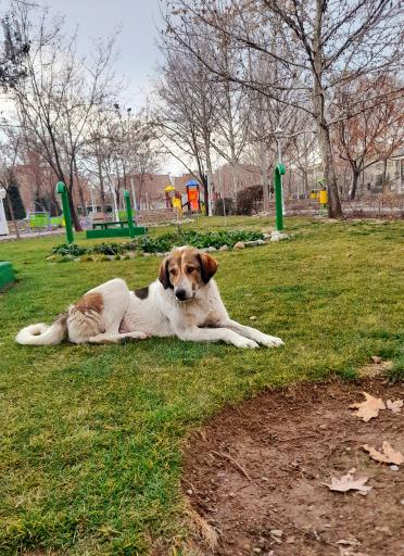 عکس بوستان سپهر