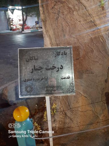 عکس درخت چنار یادگار نیاکان