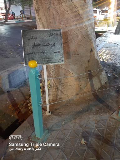 عکس درخت چنار یادگار نیاکان