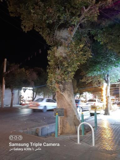 عکس درخت چنار یادگار نیاکان