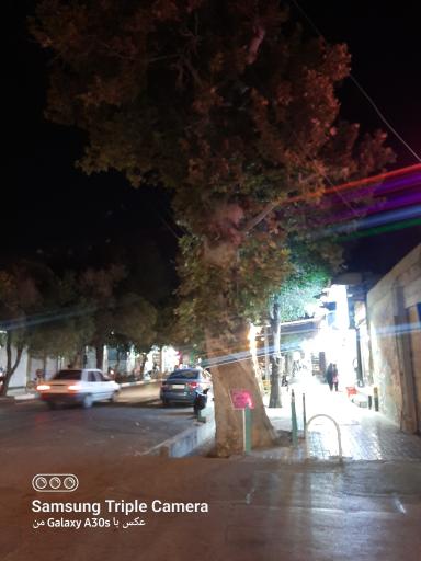 عکس درخت چنار یادگار نیاکان