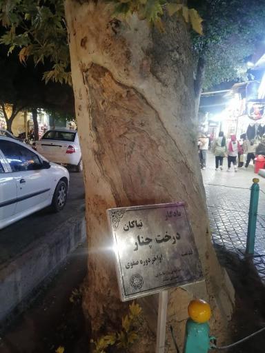 عکس درخت چنار یادگار نیاکان
