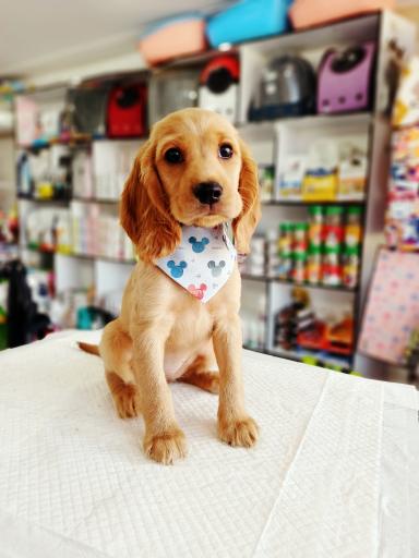 عکس پت شاپ متیو