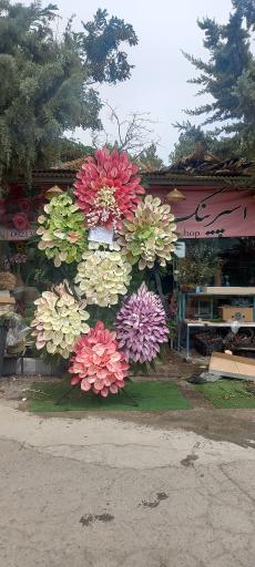 عکس گل اسپرینگ