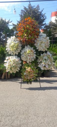 عکس گل اسپرینگ