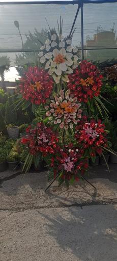 عکس گل اسپرینگ