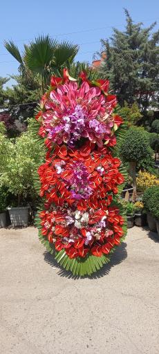 عکس گل اسپرینگ