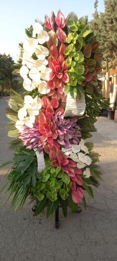 عکس گل اسپرینگ