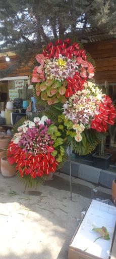 عکس گل اسپرینگ