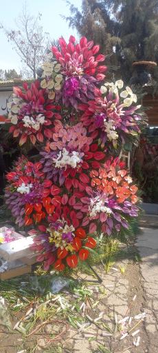 عکس گل اسپرینگ