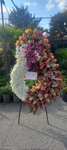 عکس گل اسپرینگ