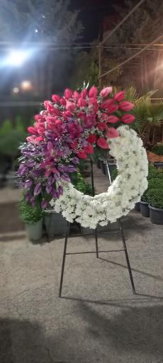 عکس گل اسپرینگ