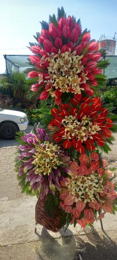 عکس گل اسپرینگ