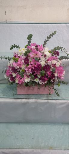 عکس گل اسپرینگ