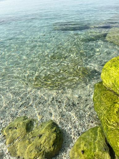 اسکله تفریحی دامون ساحلی