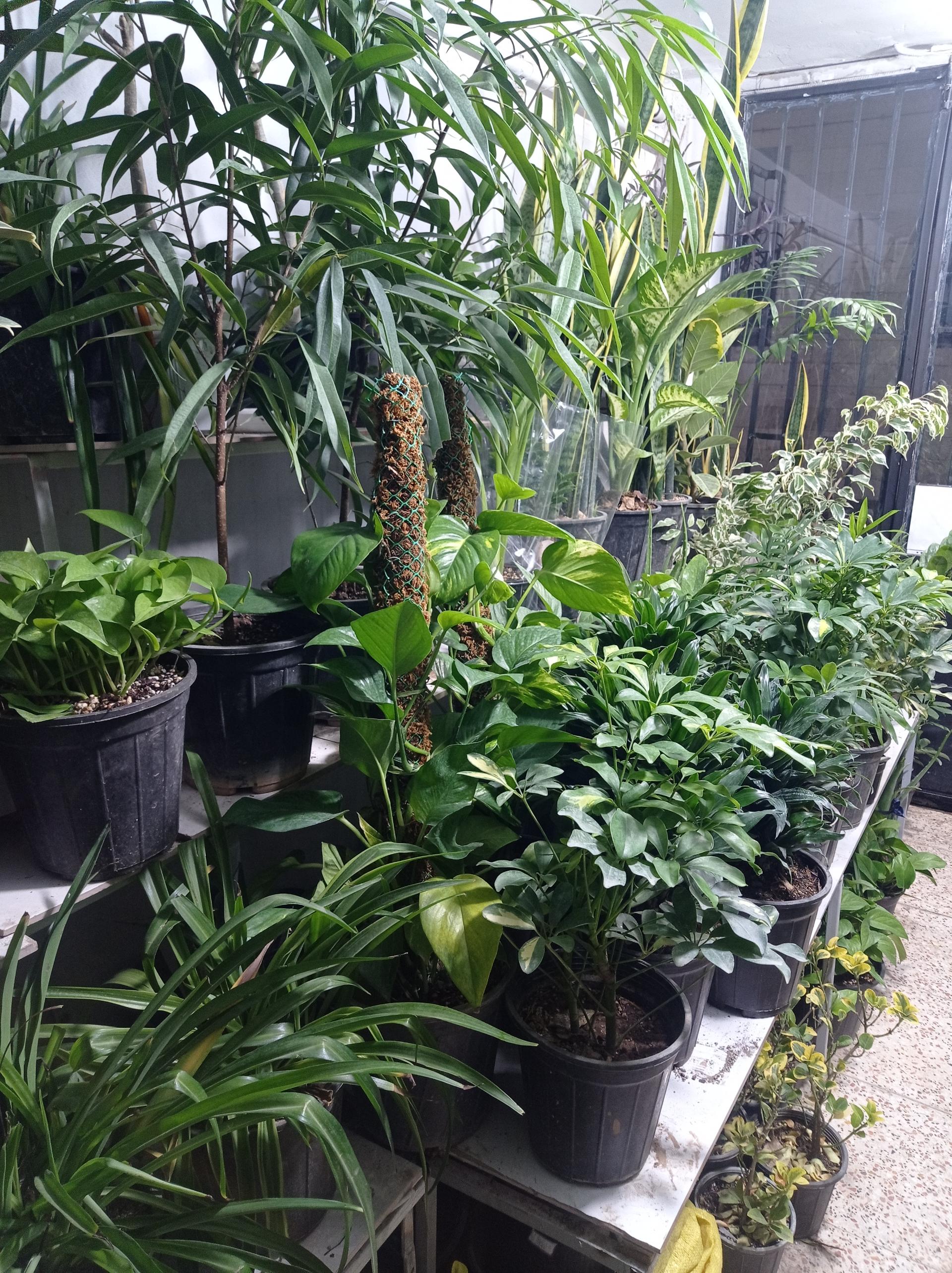 عکس خانه سبز