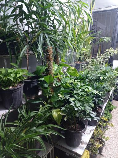 عکس خانه سبز