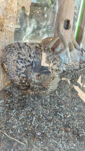 باغ پرندگان