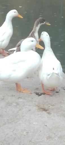 عکس باغ پرندگان