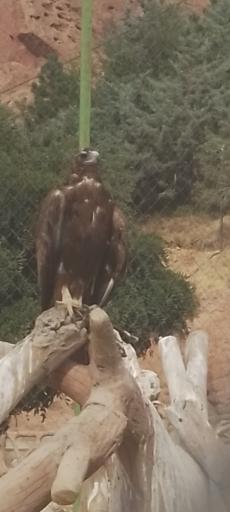 عکس باغ پرندگان