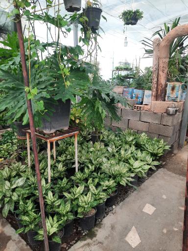 عکس تولیدی گل و گیاه گل سرخ