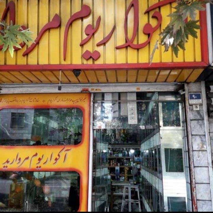 عکس آکواریوم مروارید