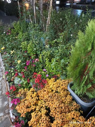 عکس گل و گیاه گلکده