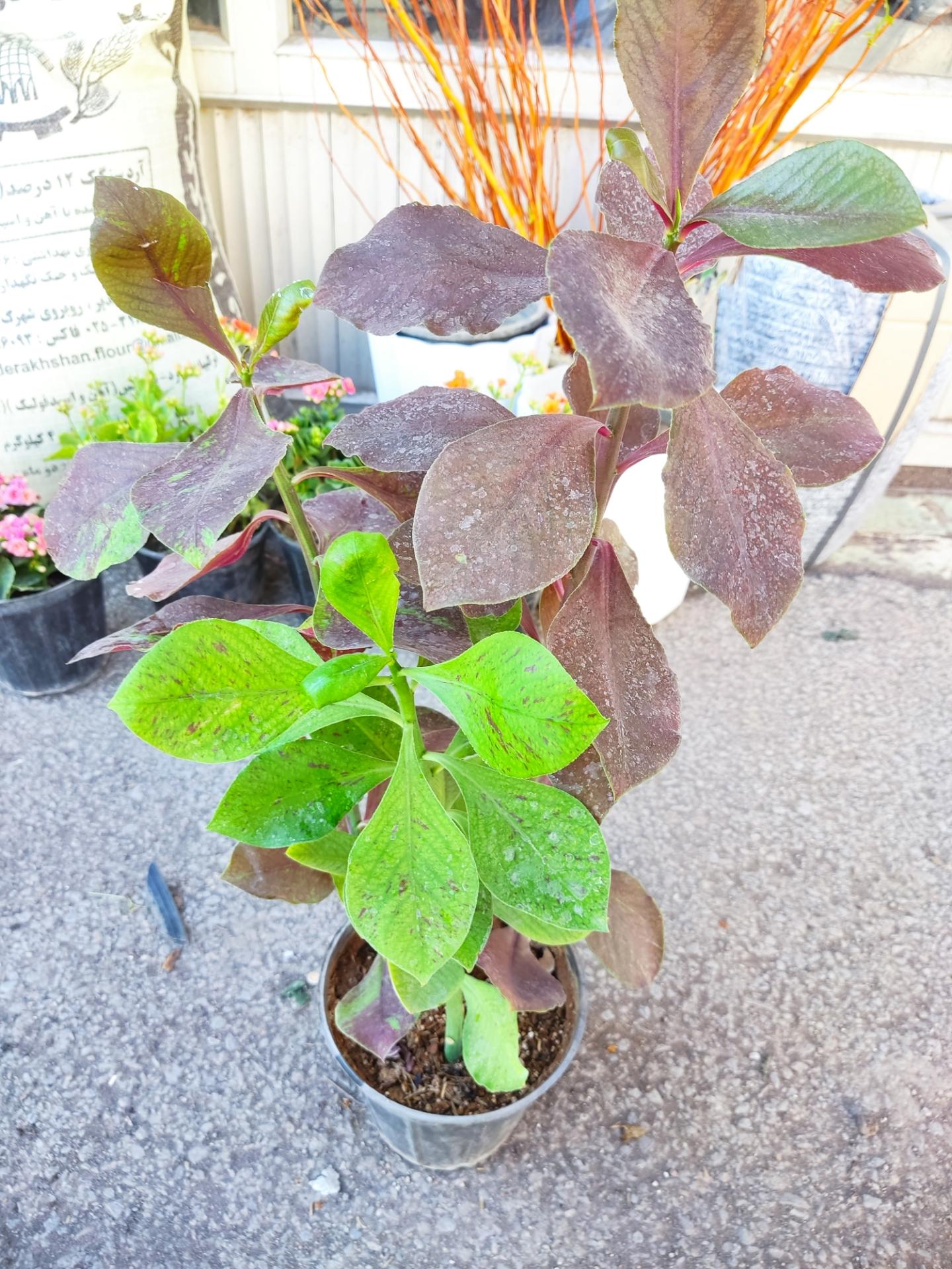 عکس گلکده هانا گل 