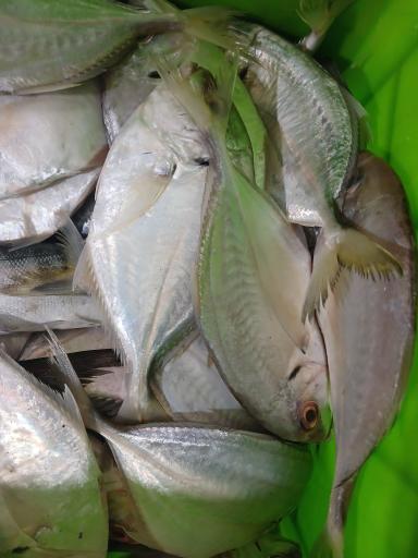 عکس سوپر پروتئین قائم