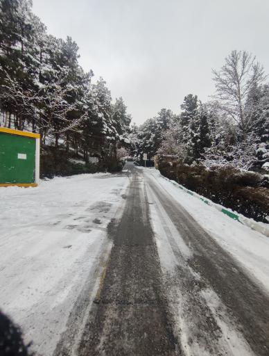 عکس جنگل لویزان