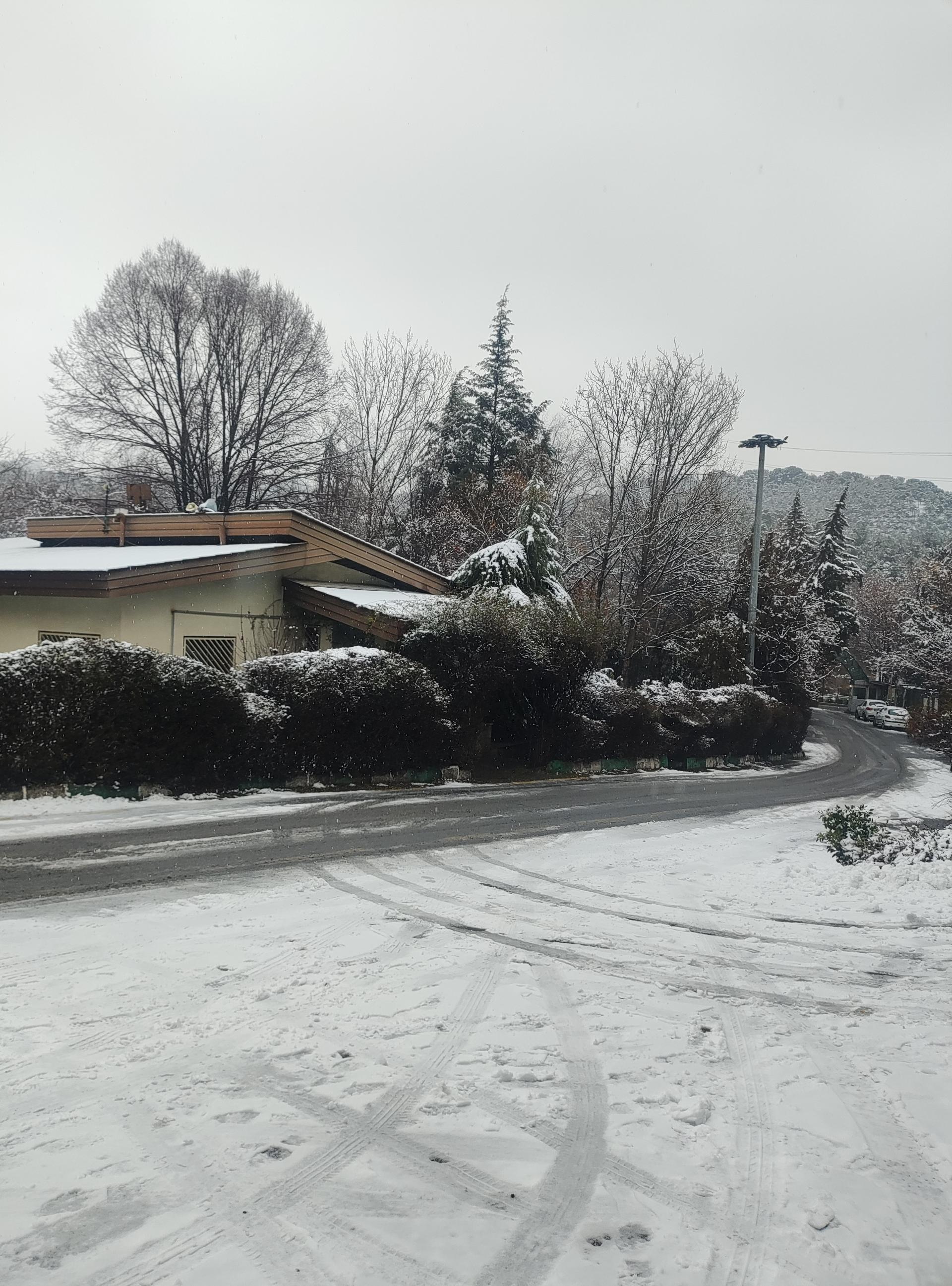 عکس جنگل لویزان