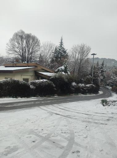 عکس جنگل لویزان